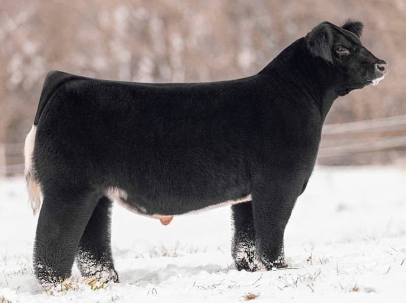 Tricked Out — club calf sire at RK Livestock