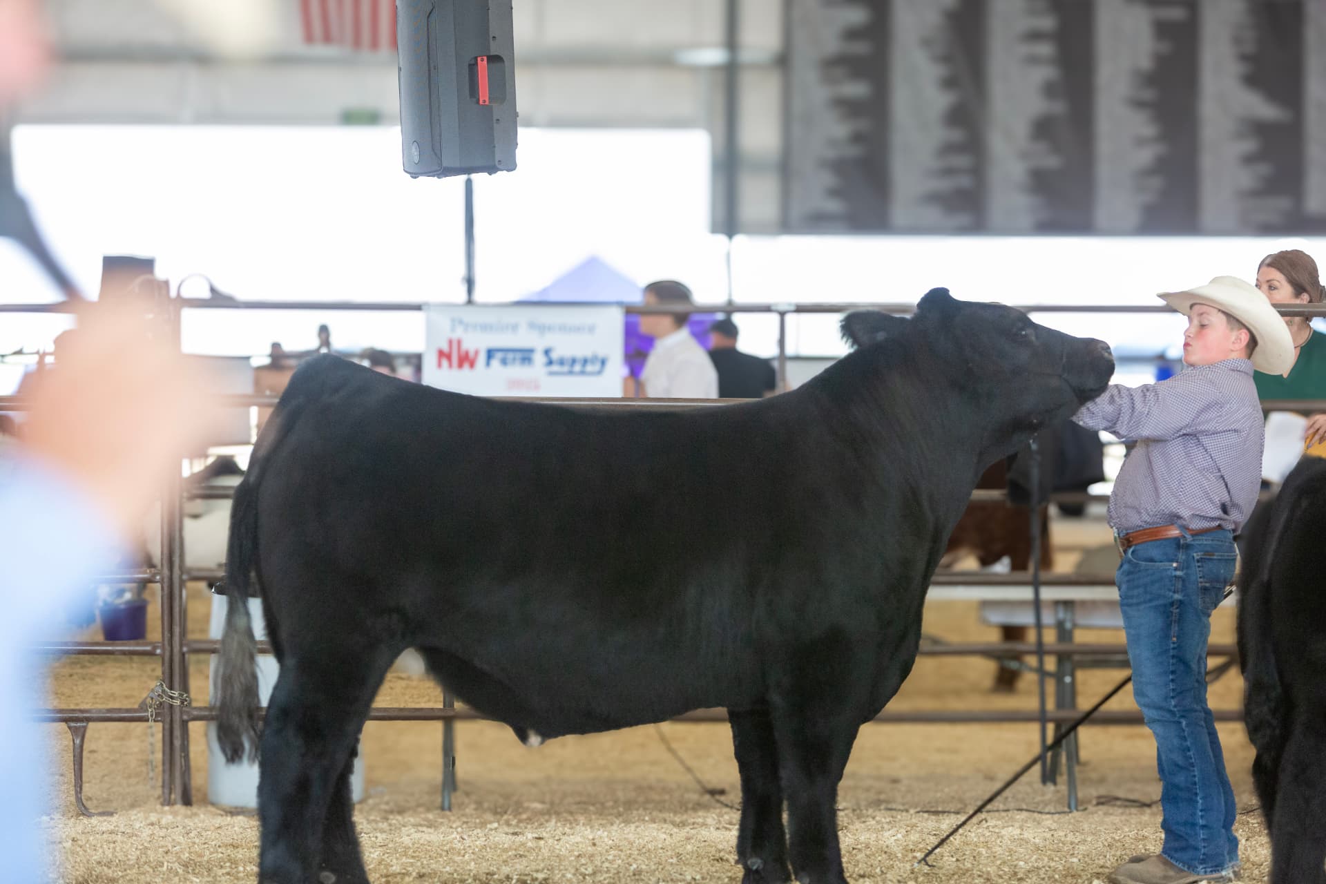 A young showman in a white hat working a black calf in the show ring
