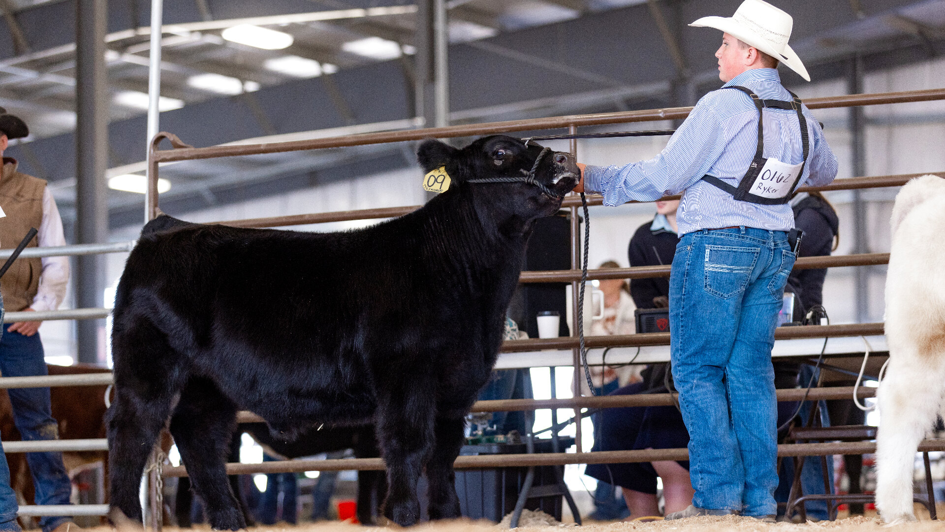 Young showman in a white hat setting up a black club calf in the ring