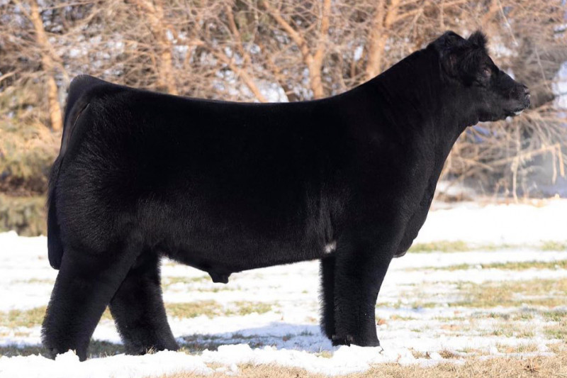 How Great Thou Art — club calf sire at RK Livestock