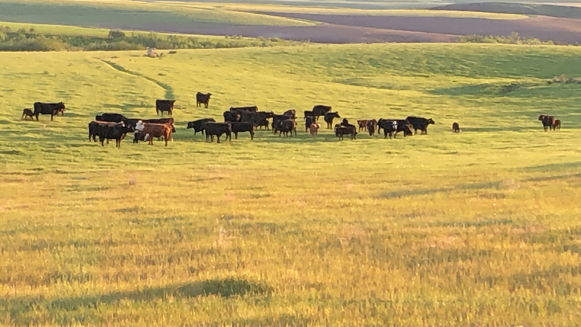 RK Livestock cattle grazing on rolling Idaho pasture at golden hour