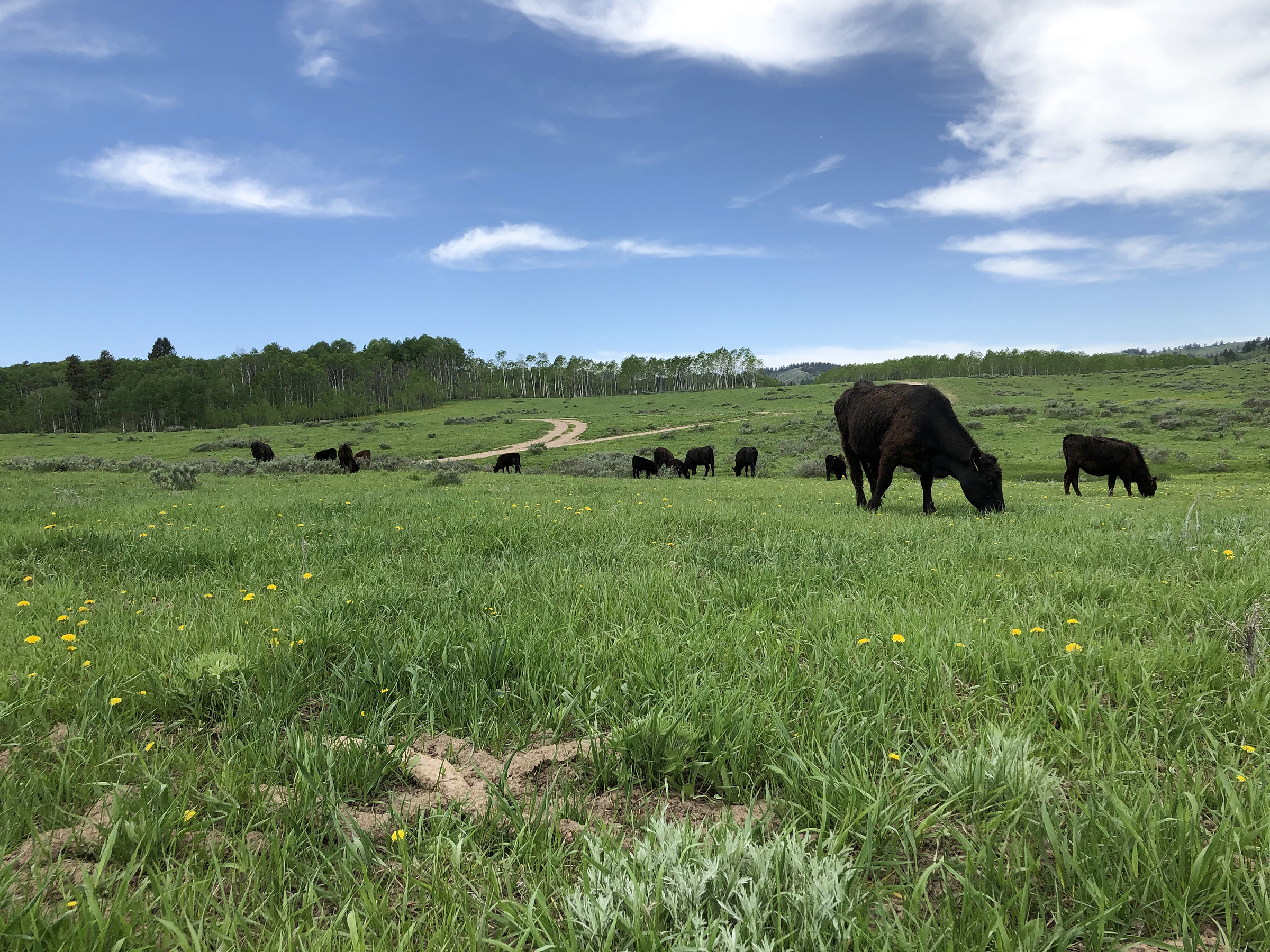 Black cow and calf grazing in lush summer grass