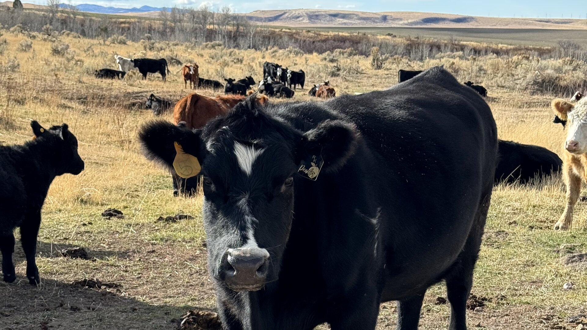 Curious black cow with a white blaze out on the range