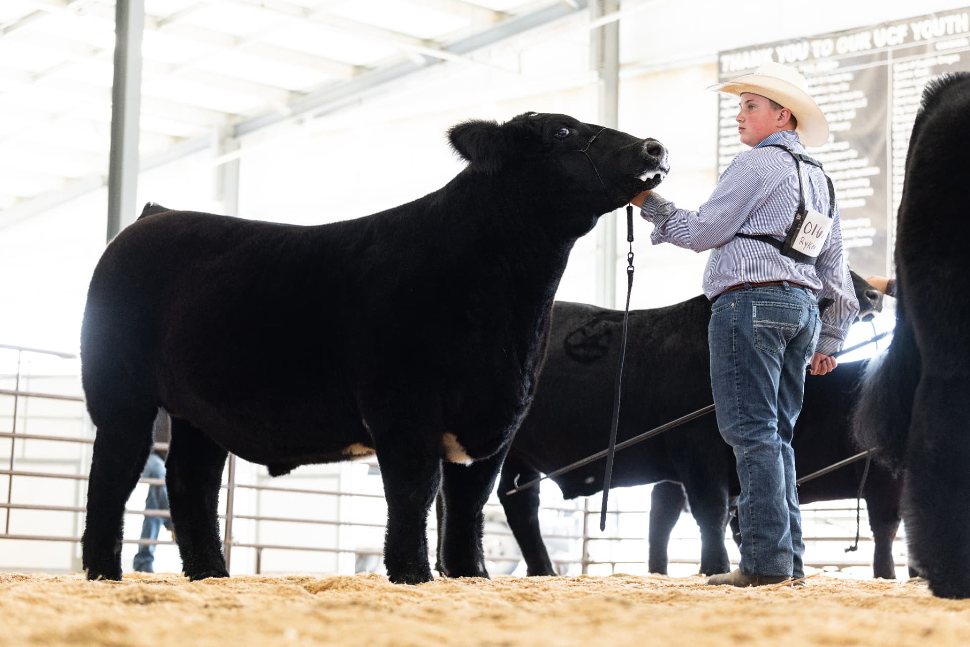 Showman holding his black steer at the head on the shavings