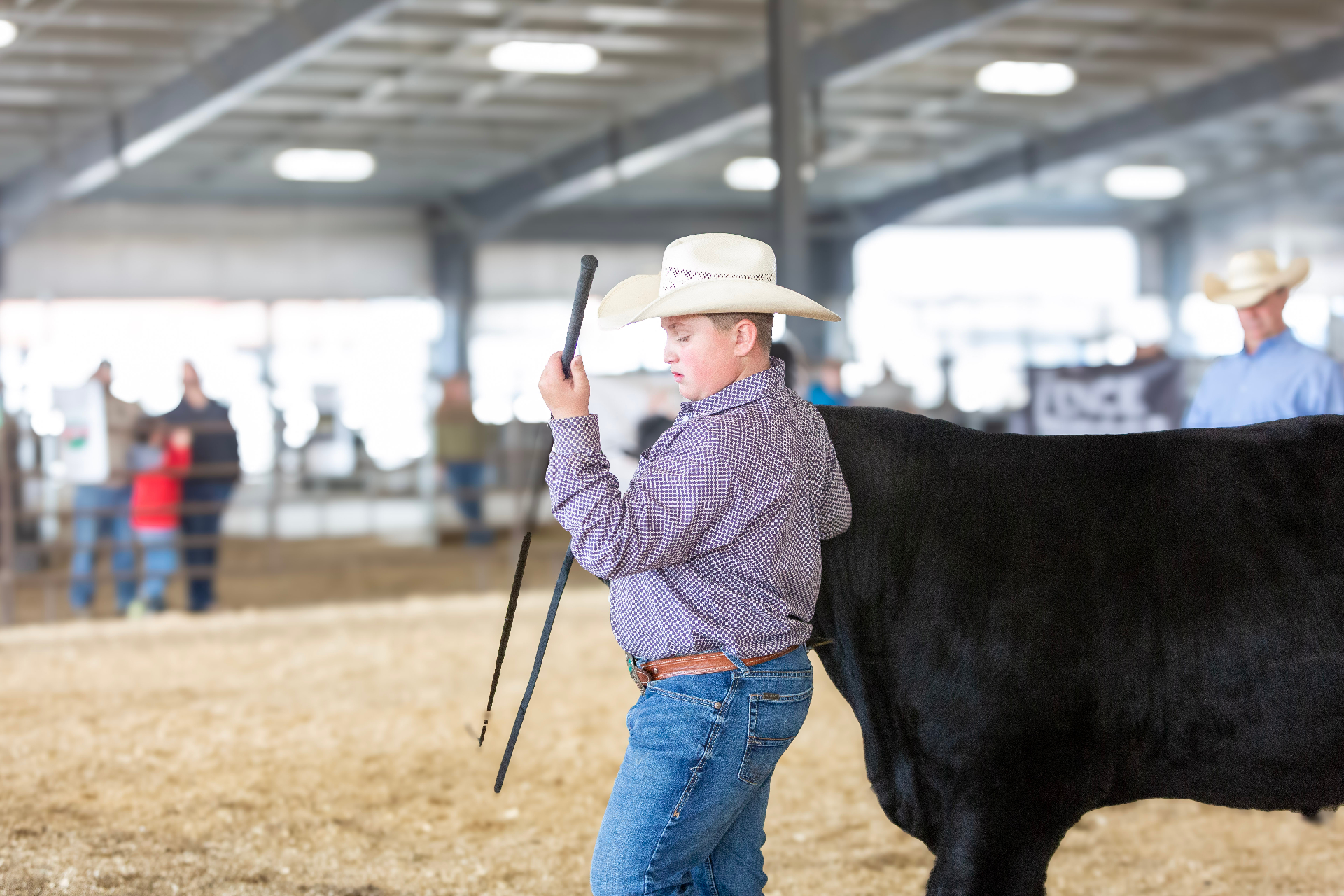 Showman working a black steer with a show stick in the arena