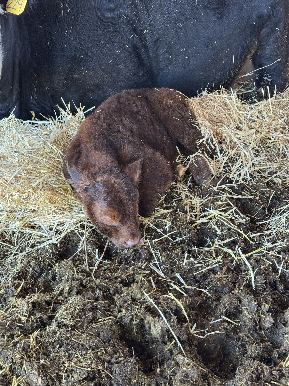 Club calf prospect at RK Livestock (1)