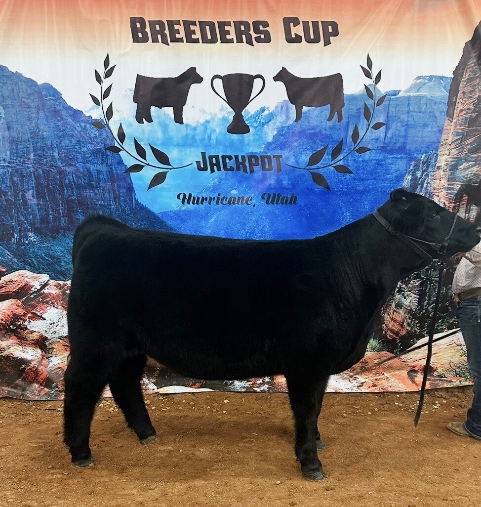 Midnight — champion show heifer and donor female at RK Livestock