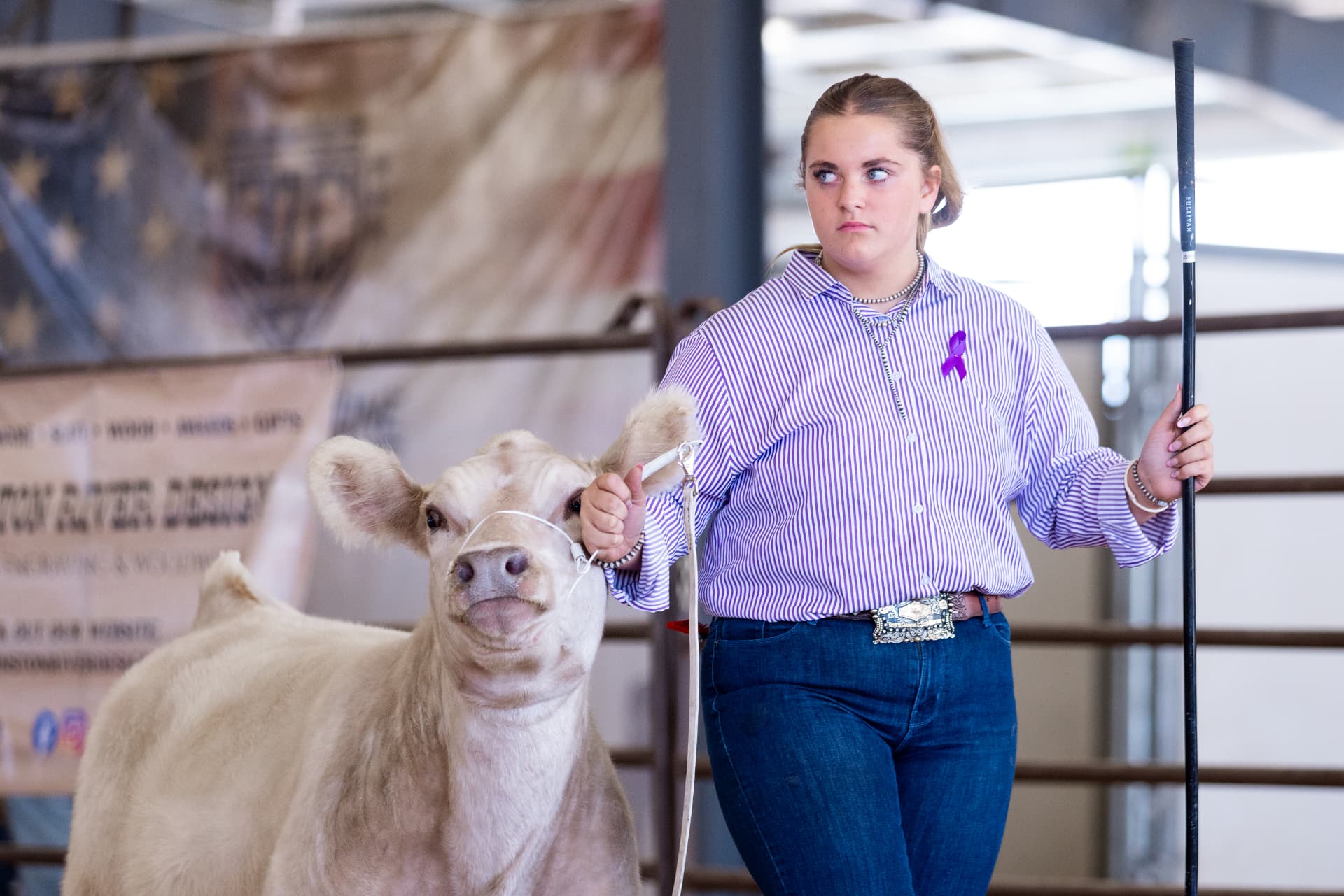 Showman leading a cream-colored heifer with a show stick at an indoor show