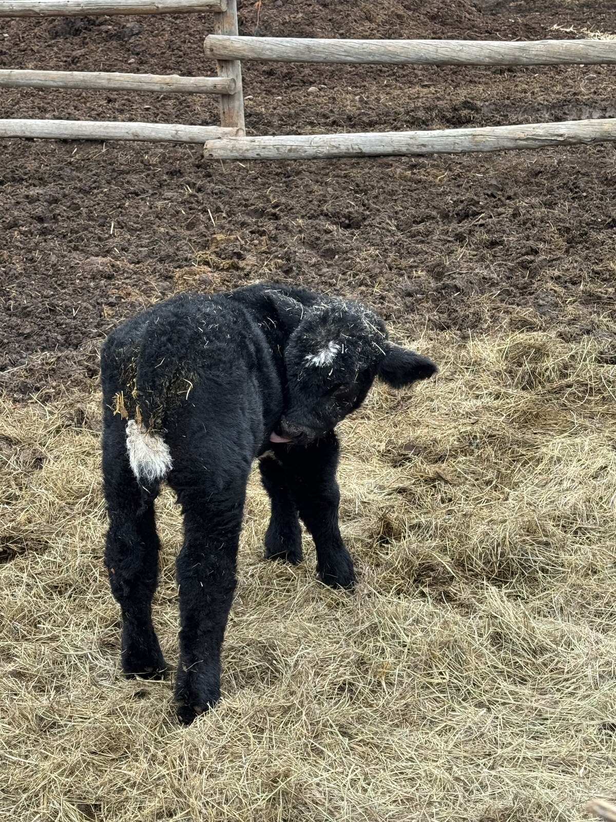 Club calf prospect at RK Livestock (2)