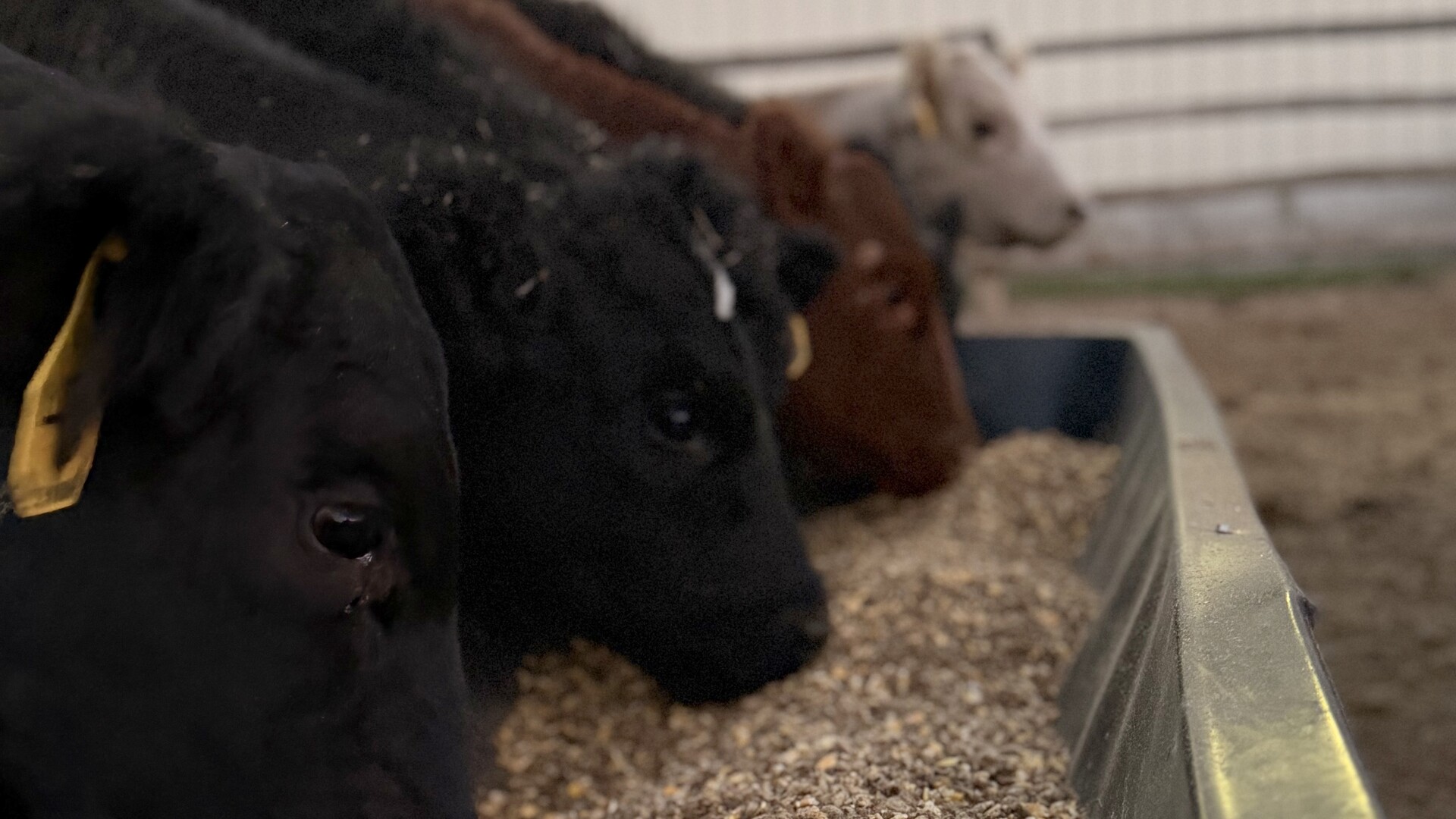 Club calves lined up eating at the feed bunk by the barn