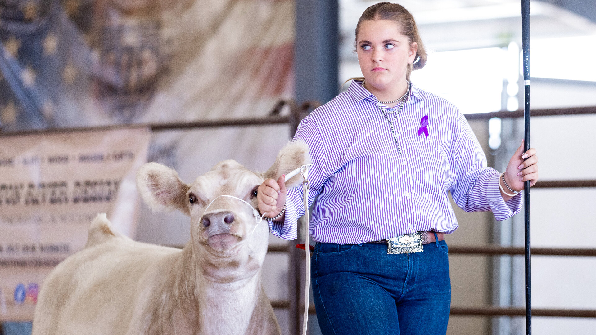 Showman leading a white club calf with a show stick