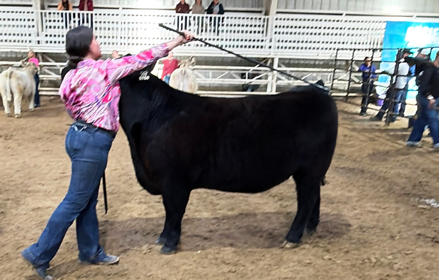 Young handler in a pink shirt setting up a black club calf in the arena