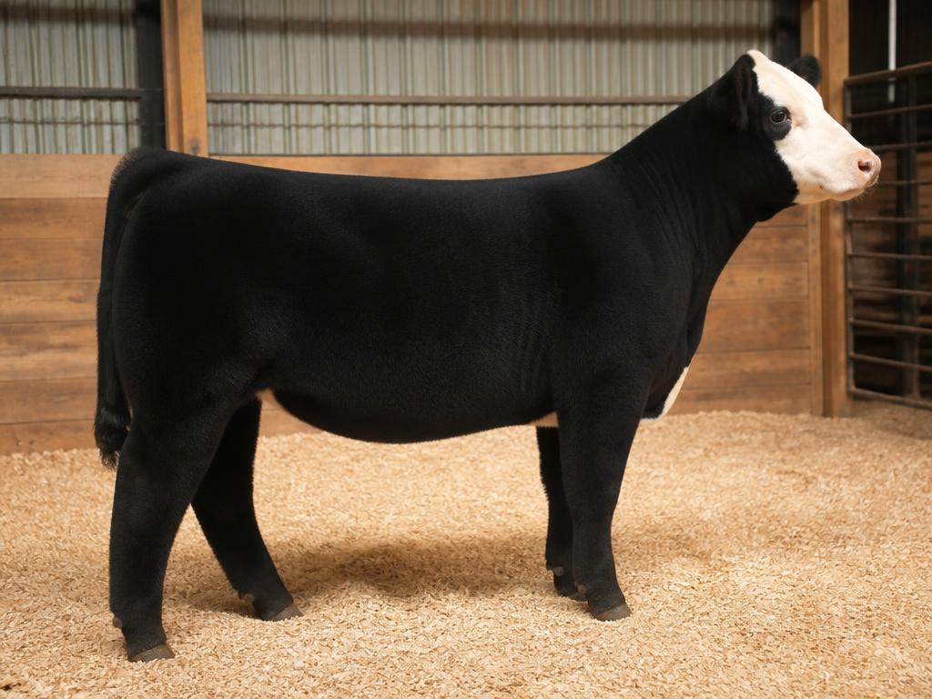 Club calf prospect on pasture