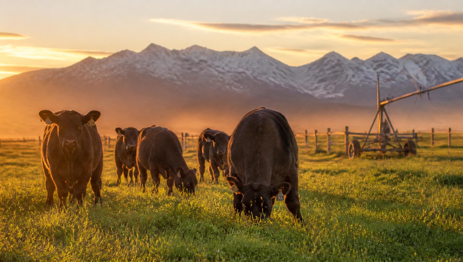 Black cattle grazing an Idaho pasture at sunrise below snow-capped mountains