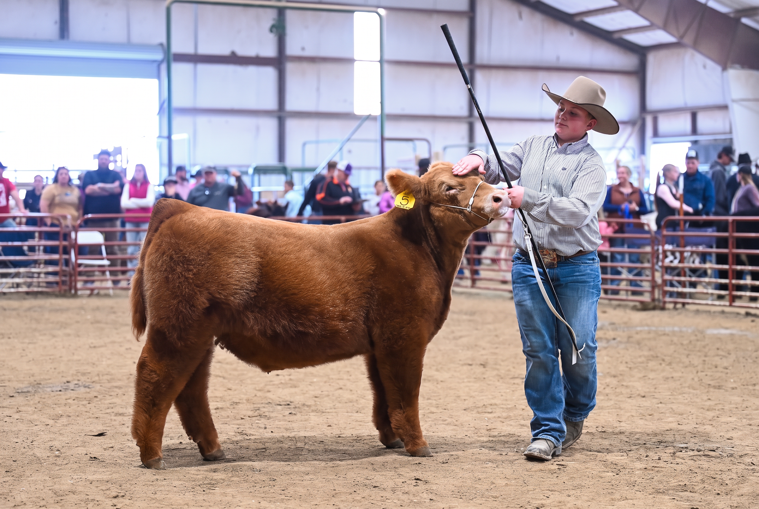 Young showman in a cowboy hat setting up a red calf with yellow ear tag 5 in the show ring