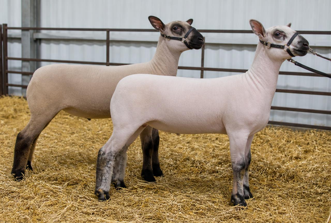 The lamb pen